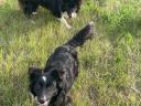 Purebred border collie puppies