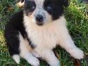 Border collie puppies