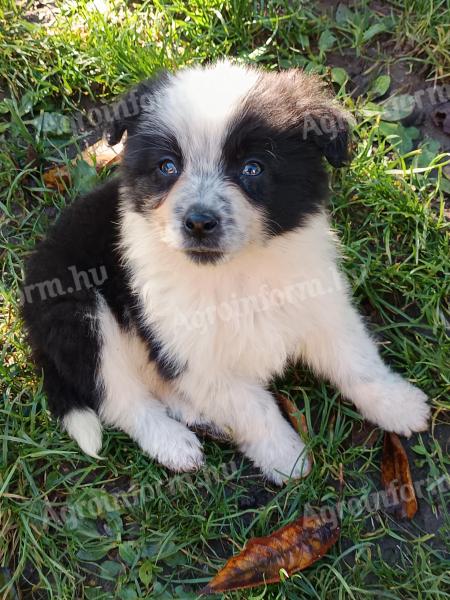 Căței Border Collie