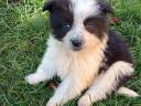 Border collie puppies