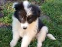 Border collie puppies