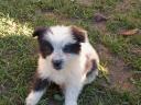 Border collie puppies