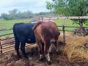 Heifers for sale