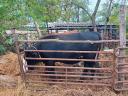 Heifers for sale