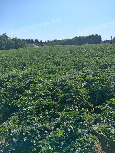 Kartoffelpflanzer zu verkaufen