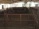 Pigsty, farrowing shed for sale in Füzesgyarmat