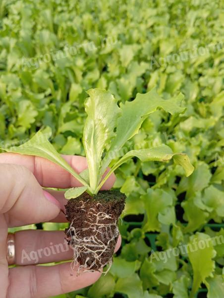 Iceberg lettuce salad