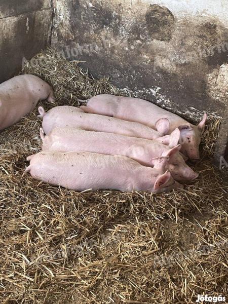 Duroc x Nagy Fehér 11 Wochen alte Ferkel zu verkaufen