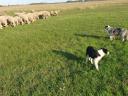 Căței Border Collie