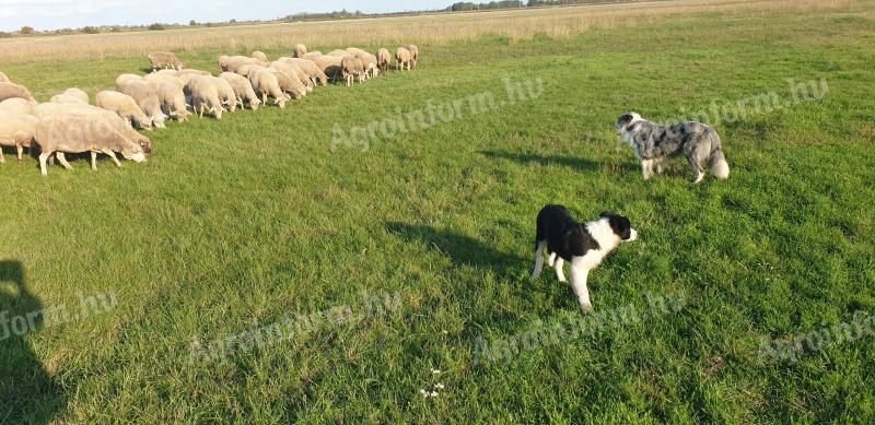 Szczenięta rasy border collie