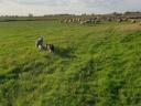 Border-Collie-Welpen