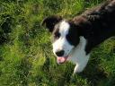 Border collie puppies