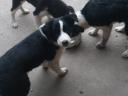 Border-Collie-Welpen