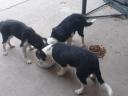 Border collie puppies