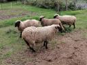 Shropshire sheep for sale