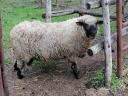 Shropshire sheep for sale