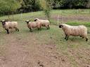 Shropshire sheep for sale