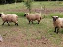 Shropshire sheep for sale