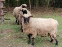 Shropshire sheep for sale