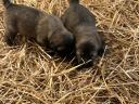 Sarplaninac purebred puppies