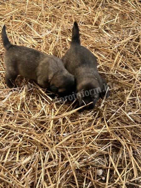 Sarplaninac purebred puppies