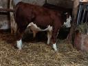 HEREFORD BULL ZU VERKAUFEN