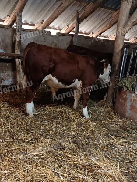 HEREFORD BULL NA PREDAJ