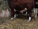 HEREFORD BULL FOR SALE