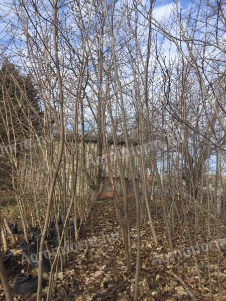 Mountain maple, green maple trees