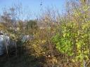 Mountain maple, green maple trees