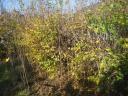 Mountain maple, green maple trees