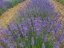 Autumn planting of lavender