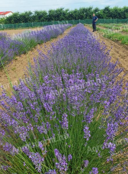 Herbstpflanzung von Lavendel