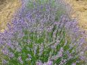 Autumn planting of lavender