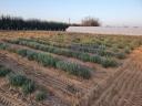 Autumn planting of lavender