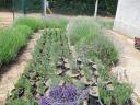 Autumn planting of lavender