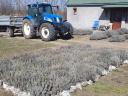 Autumn planting of lavender