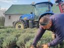 Autumn planting of lavender