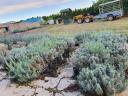 Autumn planting of lavender