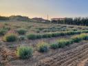 Autumn planting of lavender