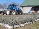 Autumn planting of lavender