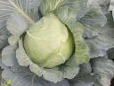 Cabbage with cabbage