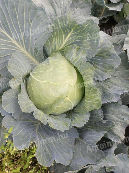 Cabbage with cabbage