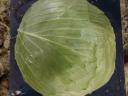 Cabbage with cabbage