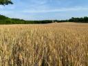 Buy or rent agricultural land at preferential prices in the Solt area