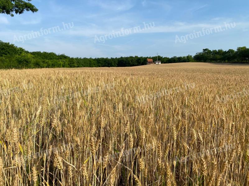 Ich würde landwirtschaftliche Flächen im Einzugsgebiet von Solt zu einem Sonderpreis kaufen und mieten