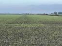 Buy or rent agricultural land at preferential prices in the Solt area