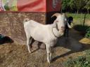 Goat for sale