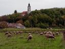 Zarejestrowane ciężarne stado owiec na sprzedaż