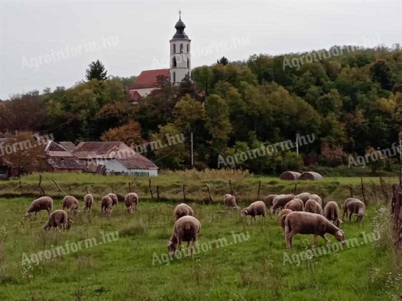 Zarejestrowane ciężarne stado owiec na sprzedaż